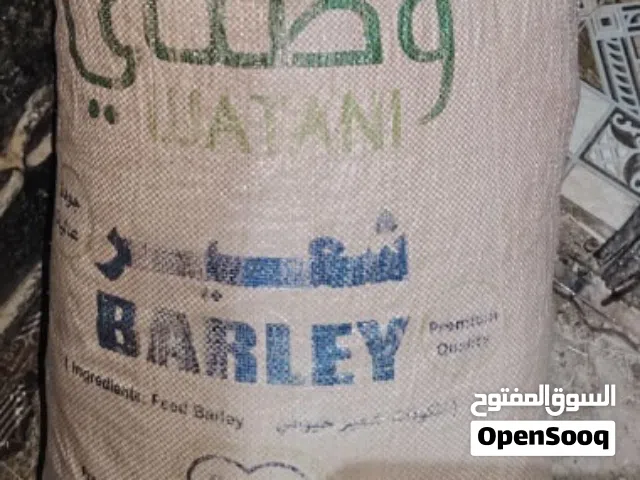 زعتر جبلي إنتاج 2026