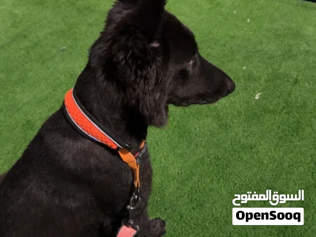 بلاك جاك بيور