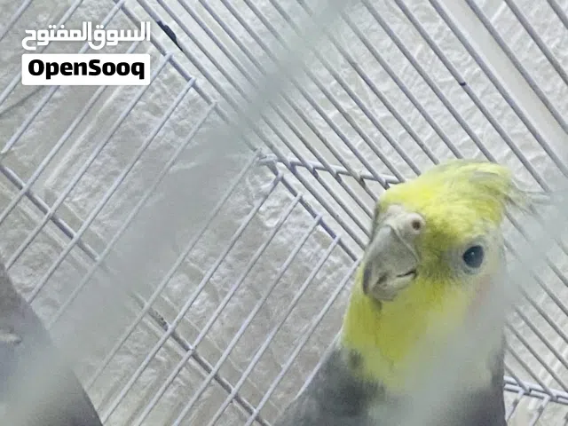 متاح طيور كوكتيل تفاصيل كامله في الوصف