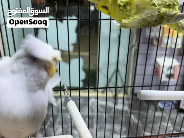 جوز بقلينو هوقو مشوش