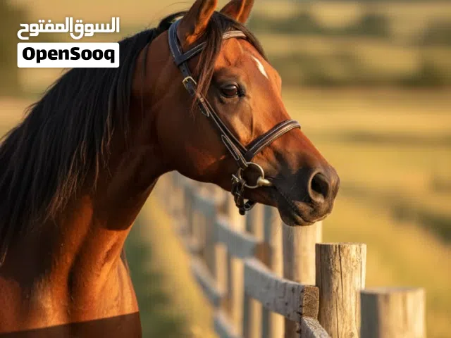 خيل اصيله وبجمال استثنائي ربي يسلم .
