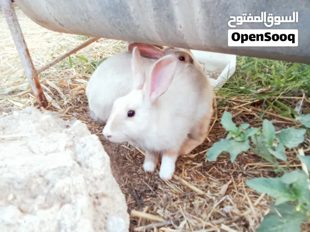 للبيع او تبادل وصف مهم