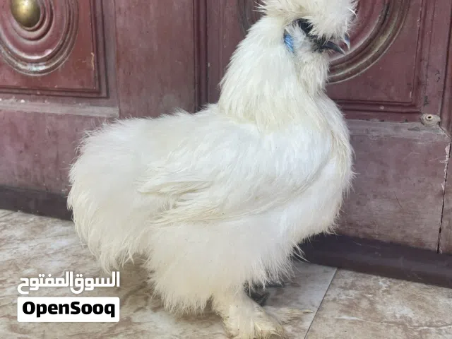 دجاجه القطني سلكي