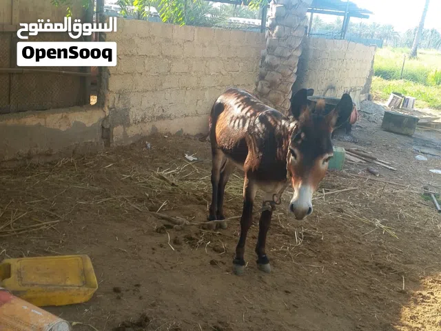 حمار للبيع