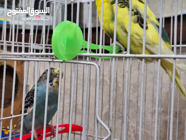 للبيع زوج بادجي بالقفص و مشتملاته ب 700