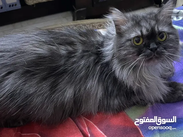 للتبني بدون مقابل