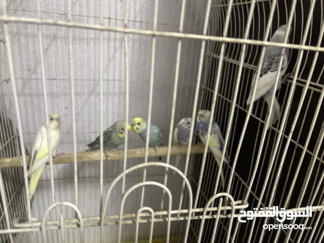 6مخاليف طيور حب من تبزيري عمرهن شهرين وشهر ونص