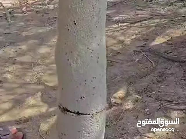 عسل عماني من جبال الظاهرة