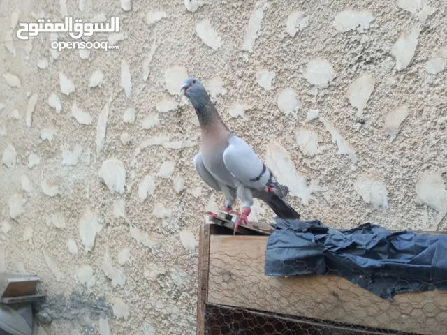 مهره عمر سنتين للبيع لون وشكل
