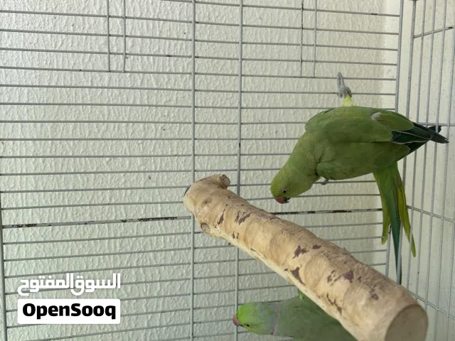 El durrah parrot 1.7 years old hindi
