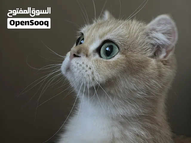 انثى برتش & فولد للبيع في جدة عمرها سنة ومطعمة ولعوبة جدا وحنونة