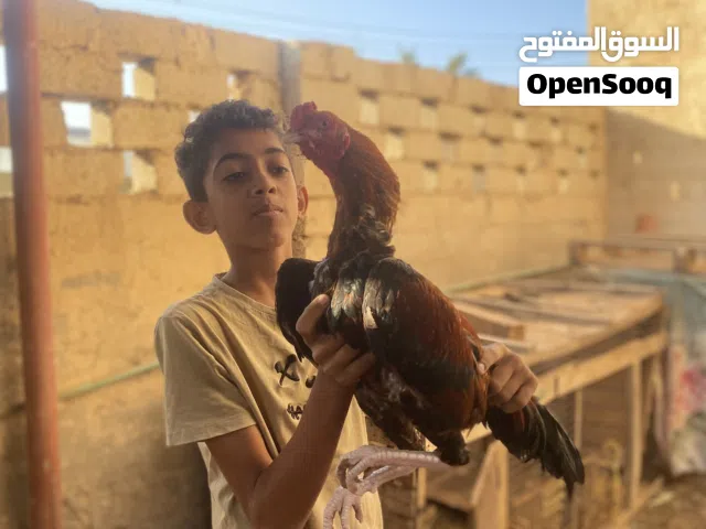 طير باكستاني اصل