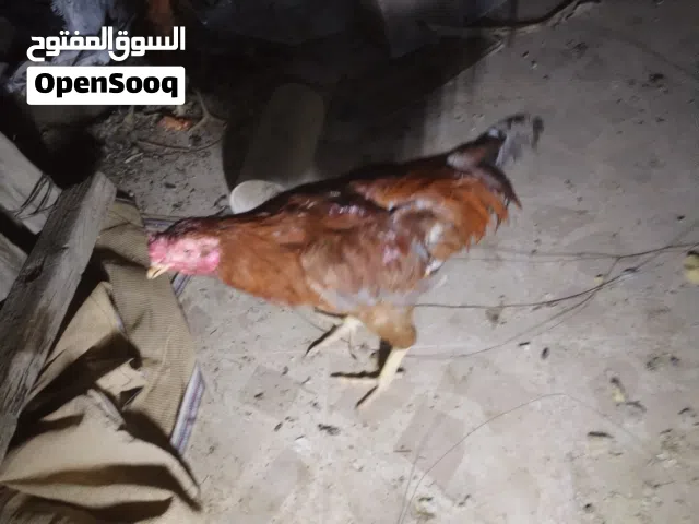 ديج عرب احمر