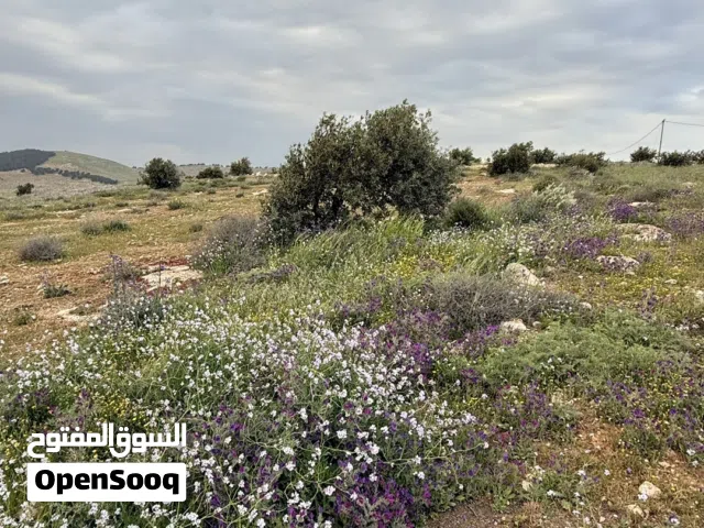للبيع قطعة مساحة دونم داخل التنظيم عالية ومطلةبقوشان مستقل قرب طريق جرش دحل تصلح لبناء شاليه ومزرعه