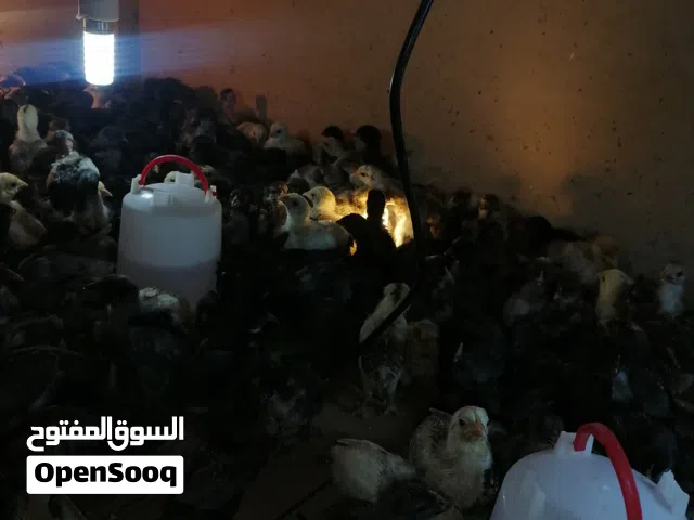 صوص بلدي للبيع