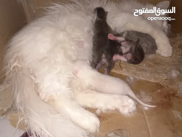 قطط للتبني مجانا مجانا بدون اي مبلغ