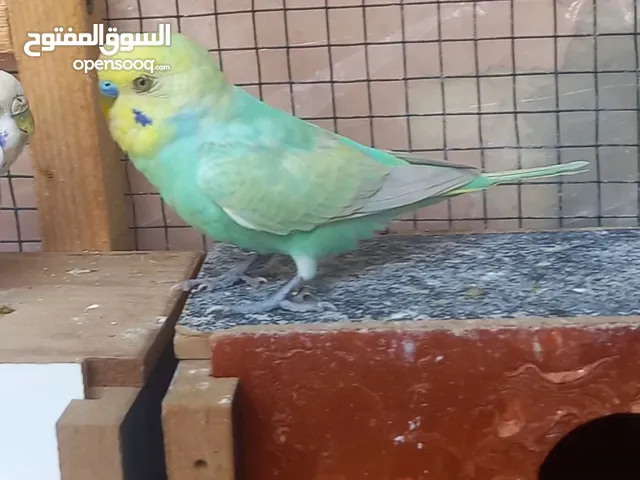 طيور حب للبيع اربيل