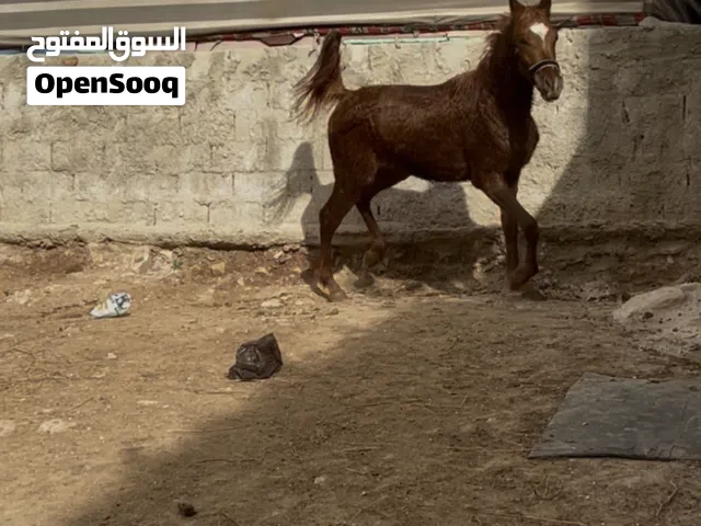 خيول للبيع