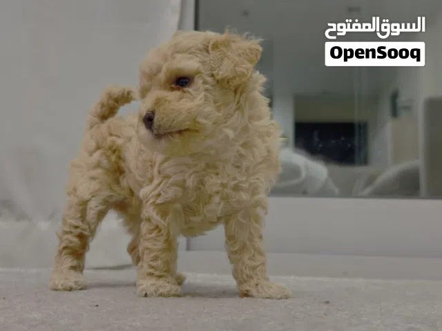 Toy poodle