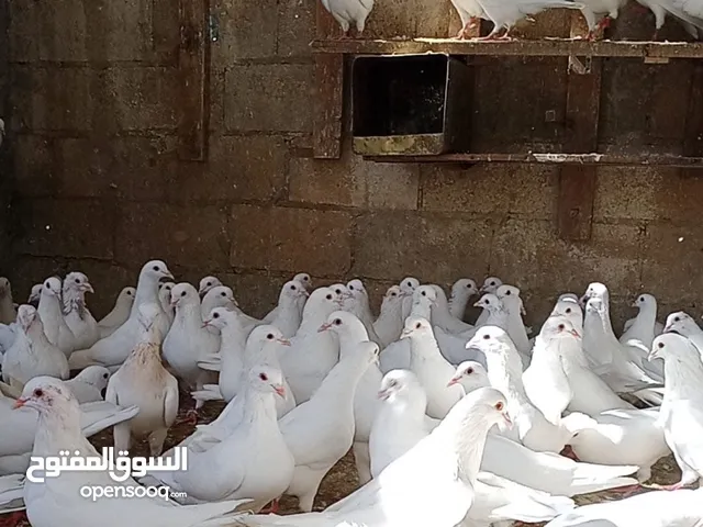 حمام فرنسي اصلي السلاله اكبر حجم منتج الجوز