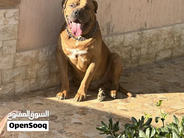 كلب ماستيف فرنساوي ذكر