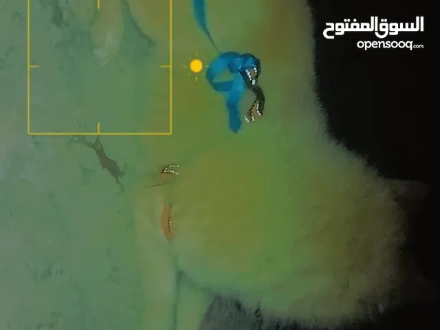 كلب من نوع البريميان لي البيع