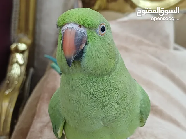 بغبغاء متوه اليف 35 بالقفص بدون قفص30 بدون 30 Available with a pet parrot