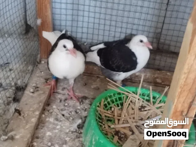 متاح زوج افراخ هنه والامهات سعر 75