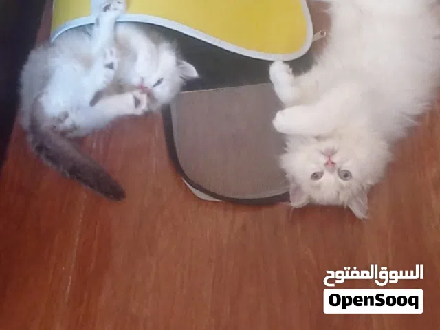 قطة كيوت ودلوعة (راغدول مع هيمالايا) عمرها 3 شهور فقط