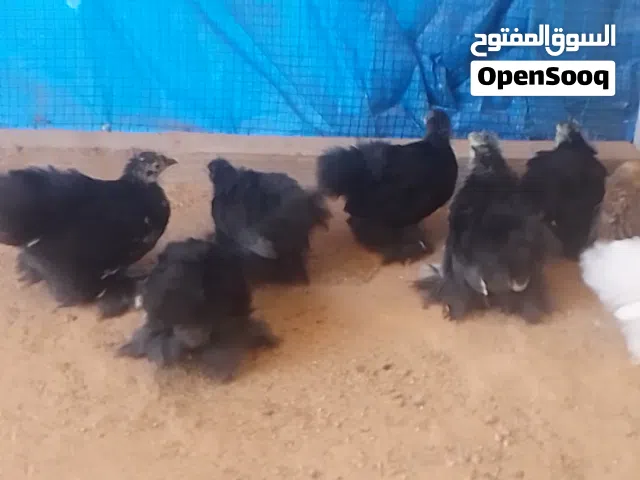 فلاليس استرالي اسود امته عدد 8 وعدد 2ابيض ثلجي
