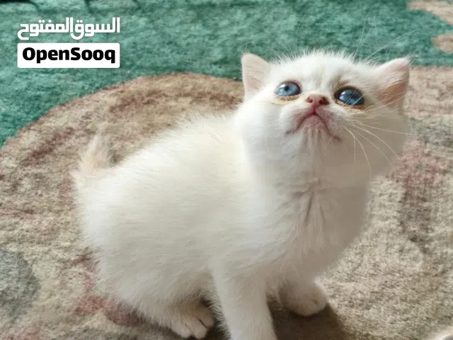 انثى كيتن  جولد كودها Ny1133 بيور سلالة نقية