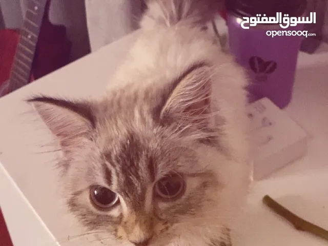 قطوه للتبني معاها دفتر تطعيم ومكان لها وشنطتها للتنقل