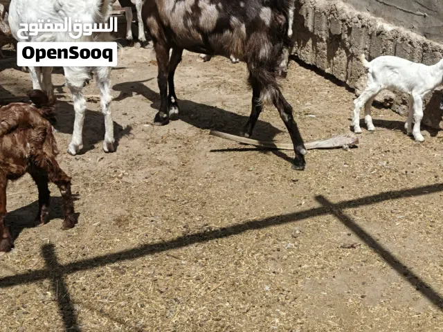 صخول البيع العدد 13 بيهن 5 مطافيل ولبقيه مضاريع