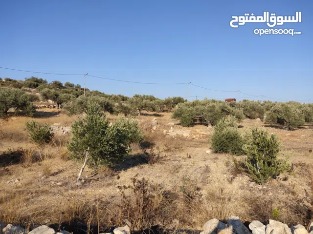 أرض زراعية في جيوس