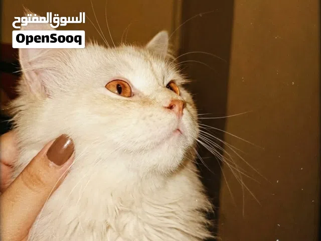 قط شيرازي للبيع