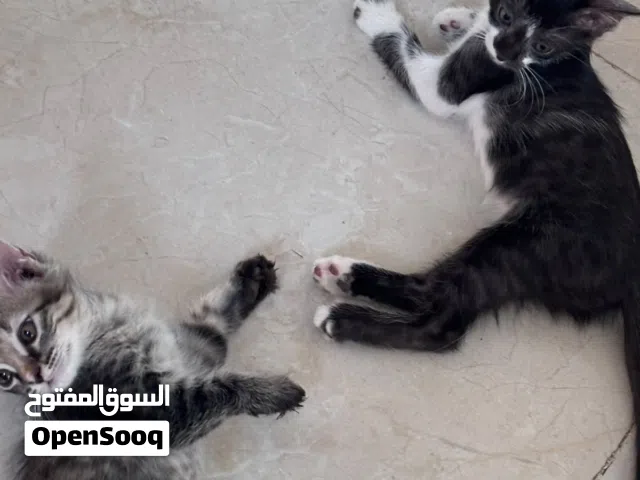 للتبني  قطط adoption