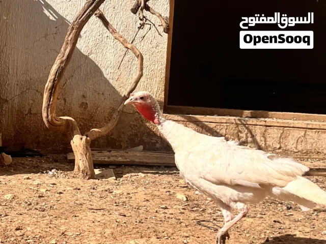 ذكر حبش وأربع إناثي