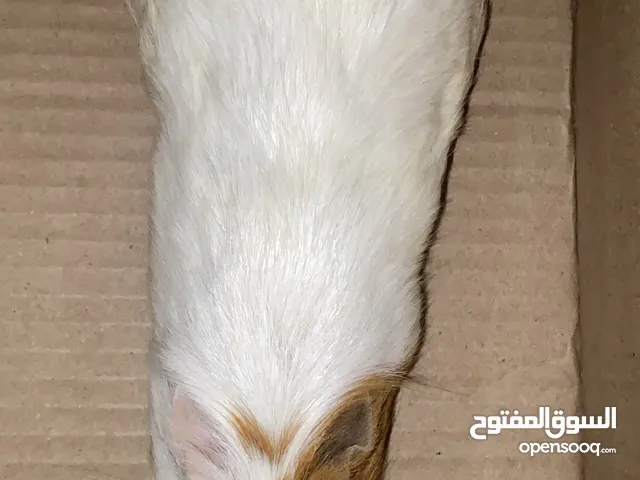 للبيع وبر فرنسي ذكر وأنثى والأنثى حامل لطيفين جداً