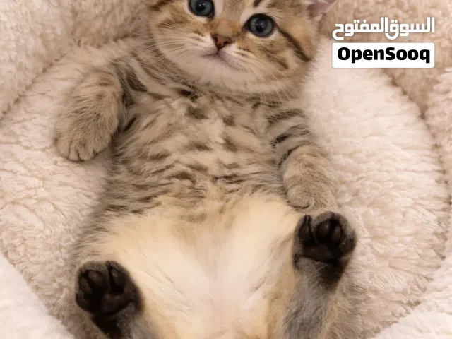 كتنز فولد ny25/تايقر