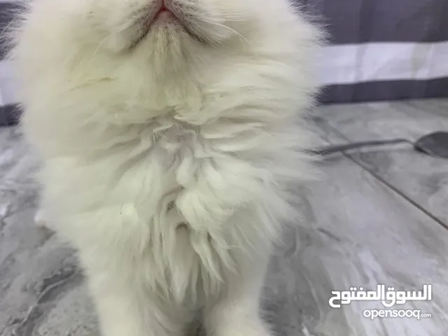 قطه انثى شيرازيه للبيع الون ابيض ملاحظه فقط القطه للبيع بدون مستلزمات