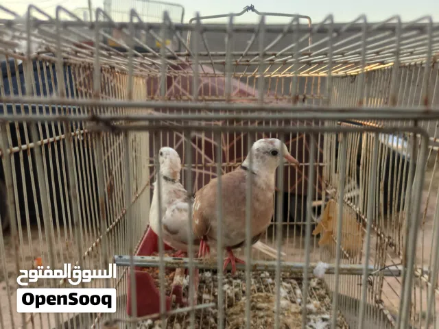 حمام اليمامه حجم ولون ربي يبارك