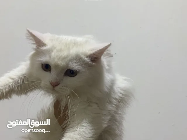 هملايا وشيرازي