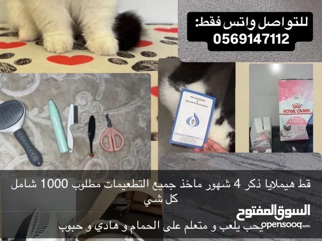 قط هيمالايا العمر 4 شهور