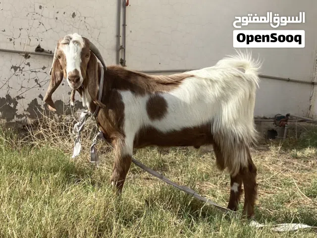 جديان للبيع مكانهم قصر بن غشير
