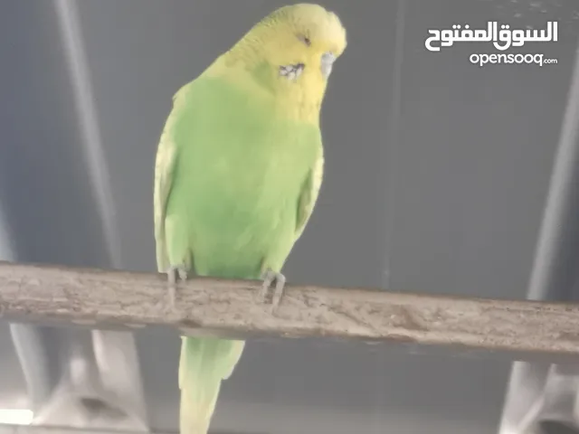 بادجي انجليزي