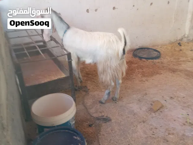 سخله عمر 9شهور