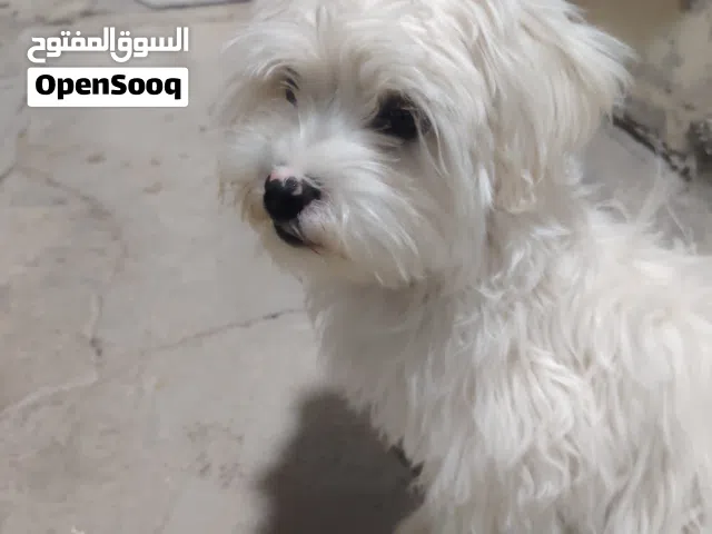 كلب مالتيز بصحه ممتازه مطعم ومعاه كرت  كلب نضيف جدا  وسبب البيع عدم التفرغ فقط  معاه قفص