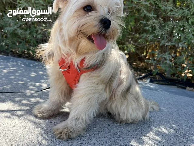 Yorkiepoo Female