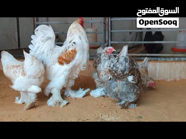 دجاج براهما دحي