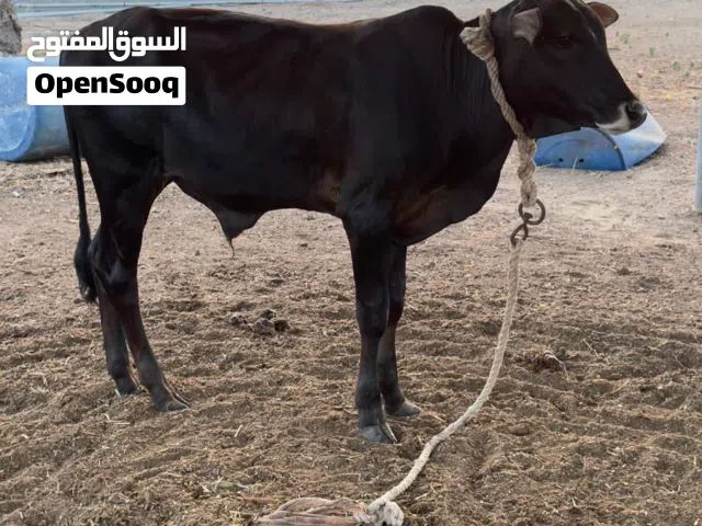 للبييع عجال